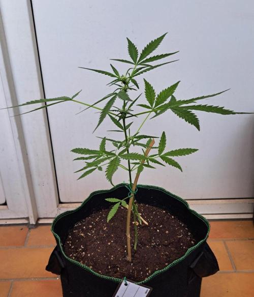 Super Boof on Earth. Week 7 - Day 49