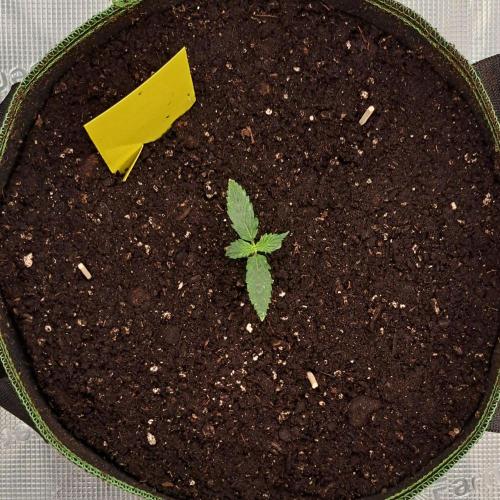 Purple skunks on Mars. Week 2 - Day 8