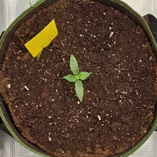 Purple skunks on Mars. Week 2 - Day 9