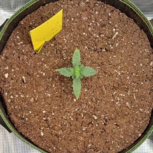Purple skunks on Mars. Week 2 - Day 11