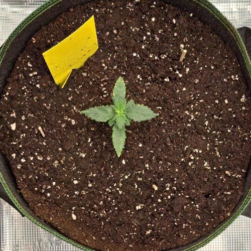 Purple skunks on Mars. Week 2 - Day 12