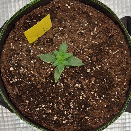 Purple skunks on Mars. Week 2 - Day 14