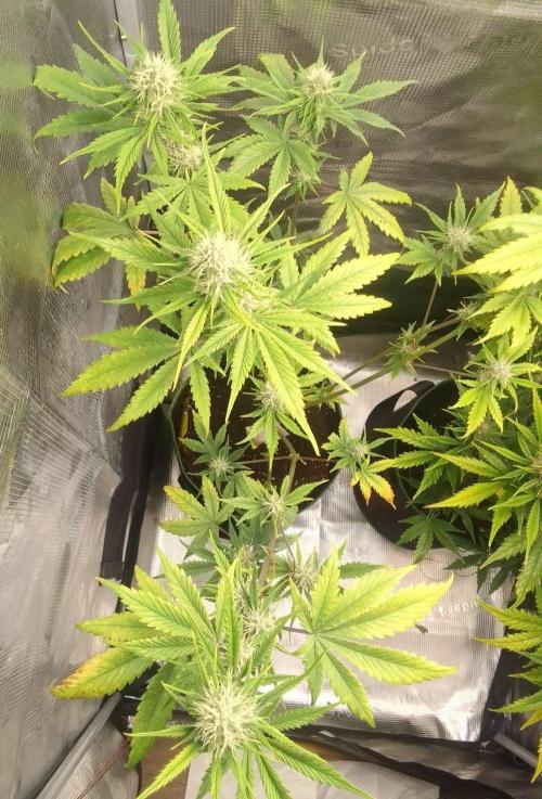 Purple Bananas spotted on Mars. Week 8 - Day 50