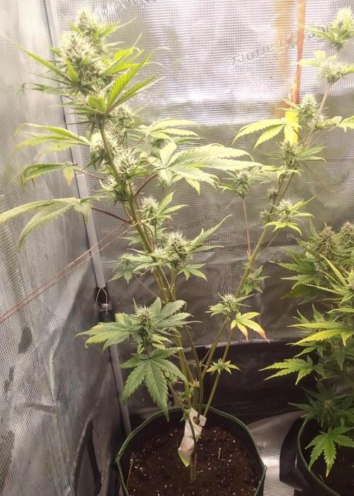 Purple Bananas spotted on Mars. Week 8 - Day 50