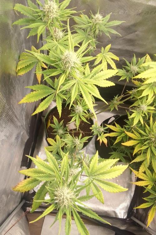 Purple Bananas spotted on Mars. Week 8 - Day 51