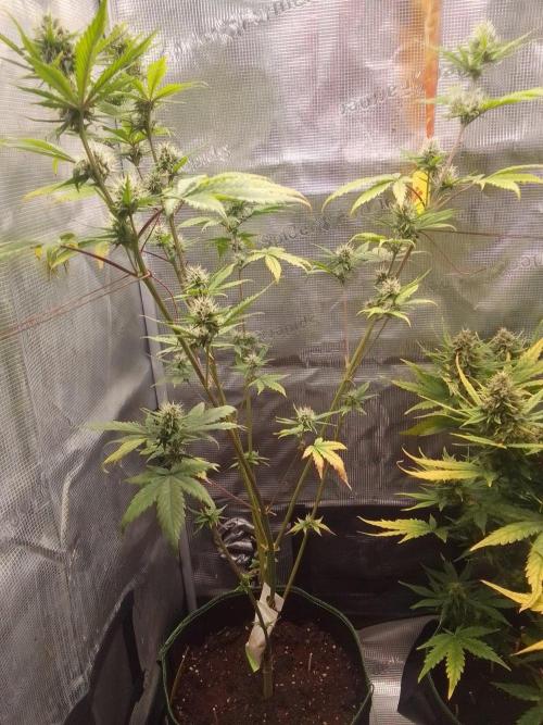 Purple Bananas spotted on Mars. Week 8 - Day 51
