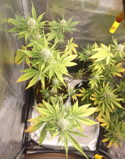 Purple Bananas spotted on Mars. Week 8 - Day 52