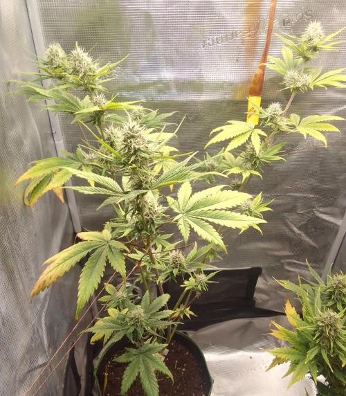Purple Bananas spotted on Mars. Week 8 - Day 52