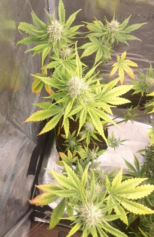 Purple Bananas spotted on Mars. Week 8 - Day 53