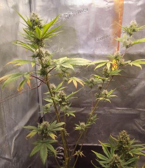 Purple Bananas spotted on Mars. Week 8 - Day 53