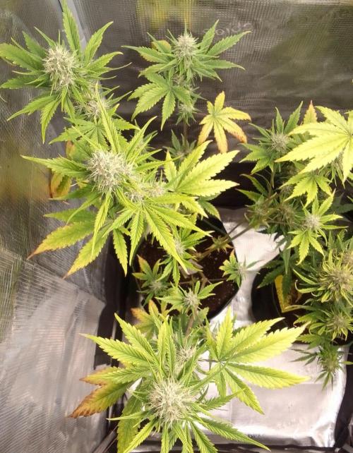 Purple Bananas spotted on Mars. Week 8 - Day 54