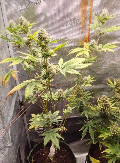 Purple Bananas spotted on Mars. Week 8 - Day 54
