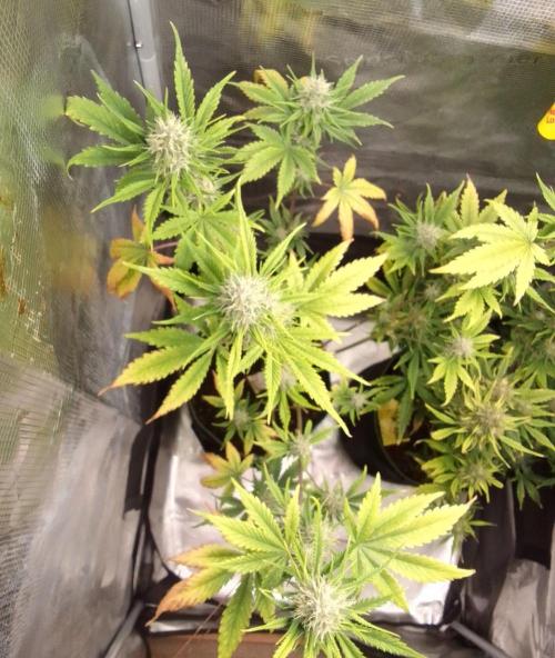 Purple Bananas spotted on Mars. Week 8 - Day 55