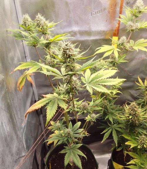 Purple Bananas spotted on Mars. Week 8 - Day 55