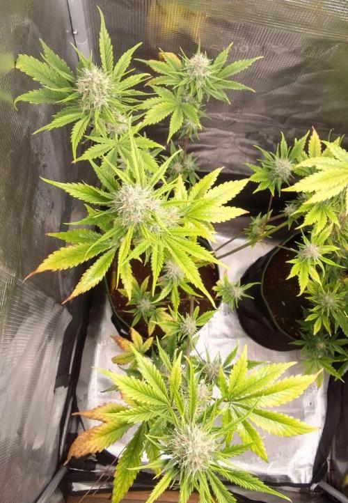 Purple Bananas spotted on Mars. Week 8 - Day 56