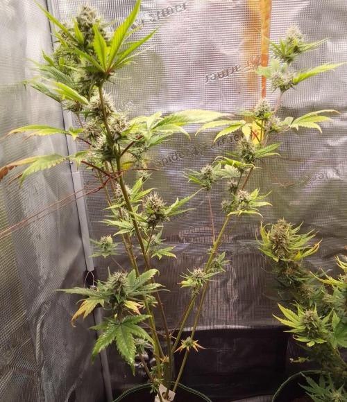 Purple Bananas spotted on Mars. Week 8 - Day 56