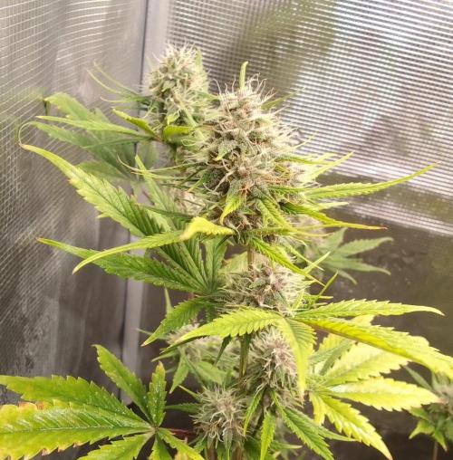 Purple Bananas spotted on Mars. Week 8 - Day 56