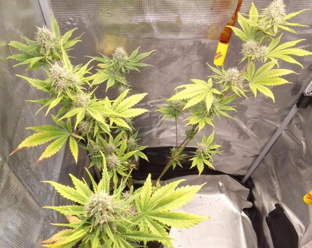 Purple Bananas spotted on Mars. Week 9 - Day 57