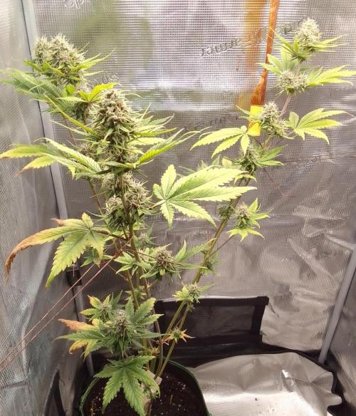 Purple Bananas spotted on Mars. Week 9 - Day 57
