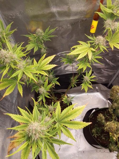 Purple Bananas spotted on Mars. Week 9 - Day 58