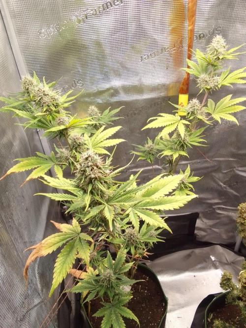 Purple Bananas spotted on Mars. Week 9 - Day 58