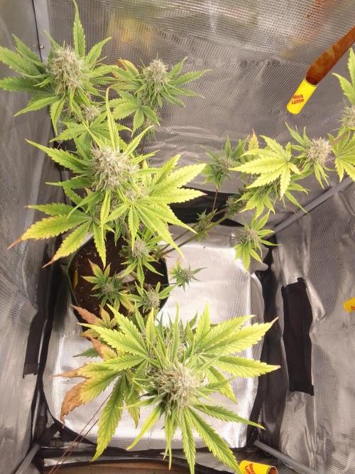 Purple Bananas spotted on Mars. Week 9 - Day 59