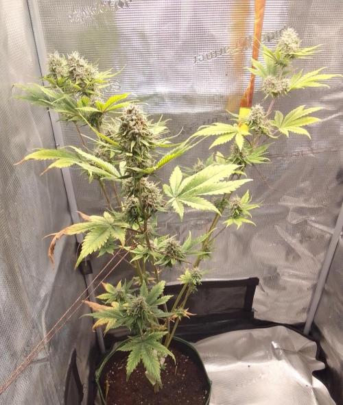 Purple Bananas spotted on Mars. Week 9 - Day 59