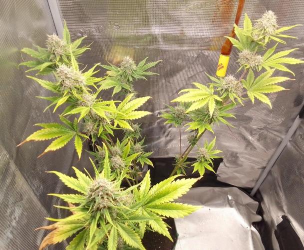 Purple Bananas spotted on Mars. Week 9 - Day 60