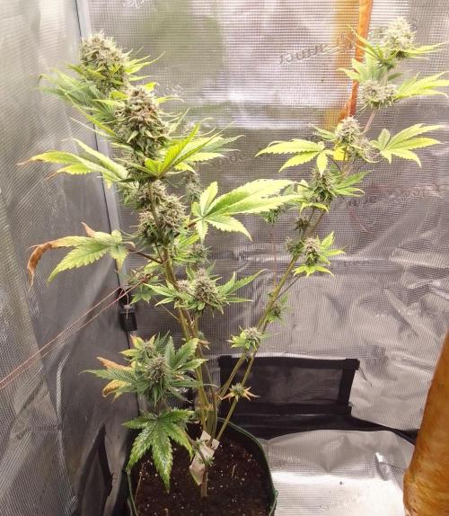Purple Bananas spotted on Mars. Week 9 - Day 60