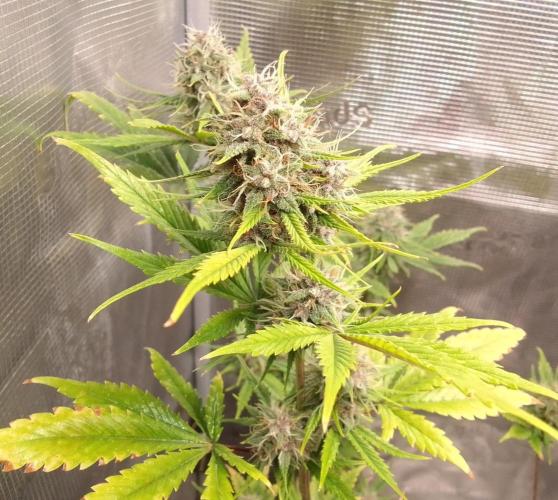 Purple Bananas spotted on Mars. Week 9 - Day 61