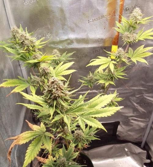 Purple Bananas spotted on Mars. Week 9 - Day 61