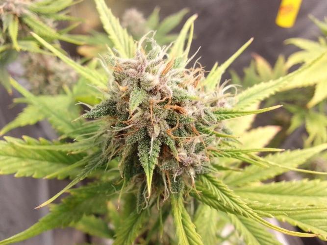Purple Bananas spotted on Mars. Week 9 - Day 62