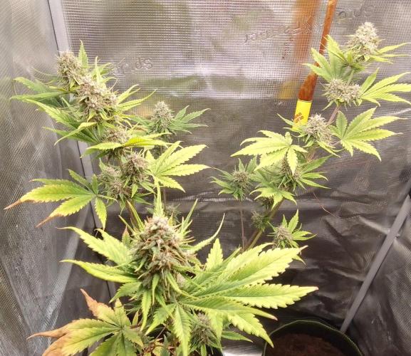 Purple Bananas spotted on Mars. Week 9 - Day 62