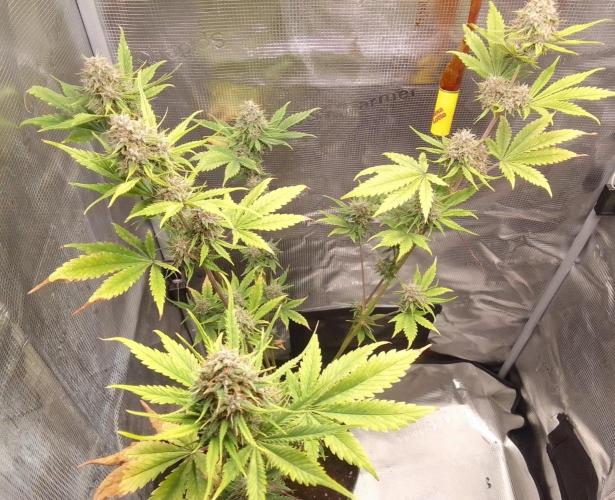 Purple Bananas spotted on Mars. Week 9 - Day 63