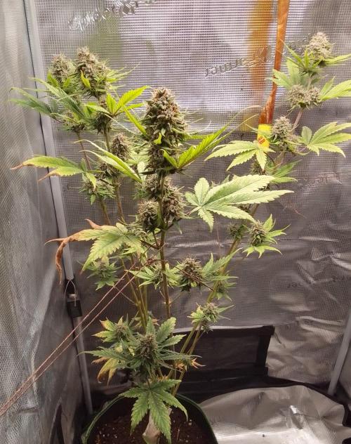Purple Bananas spotted on Mars. Week 9 - Day 63