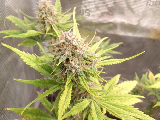 Purple Bananas spotted on Mars. Week 9 - Day 63