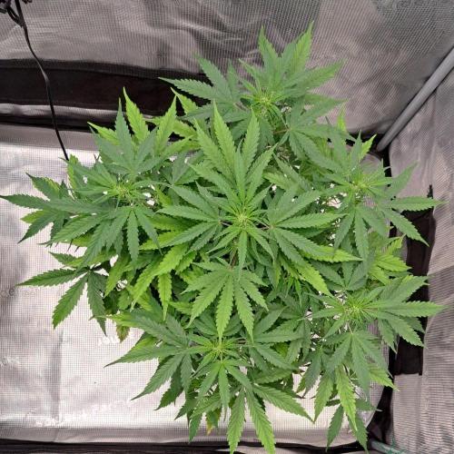 Berry Blues on the Roots vor Venus. Week 6 - Day 36