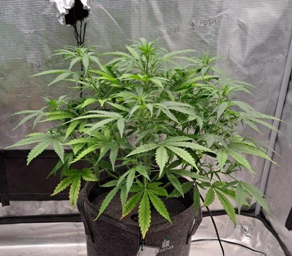 Berry Blues on the Roots vor Venus. Week 6 - Day 36