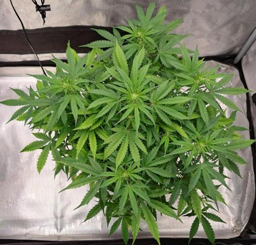 Berry Blues on the Roots vor Venus. Week 6 - Day 37