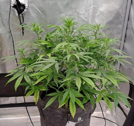 Berry Blues on the Roots vor Venus. Week 6 - Day 37