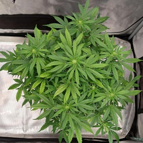 Berry Blues on the Roots vor Venus. Week 6 - Day 38