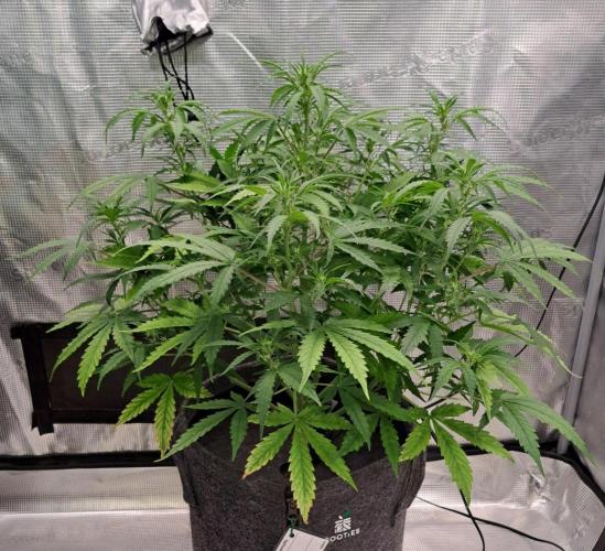 Berry Blues on the Roots vor Venus. Week 6 - Day 38