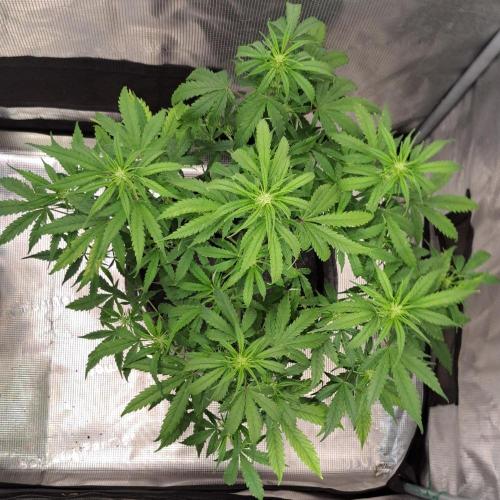 Berry Blues on the Roots vor Venus. Week 6 - Day 39