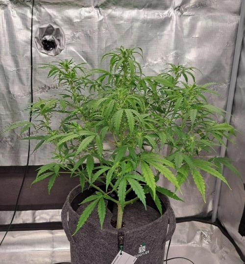 Berry Blues on the Roots vor Venus. Week 6 - Day 39