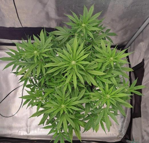 Berry Blues on the Roots vor Venus. Week 6 - Day 40