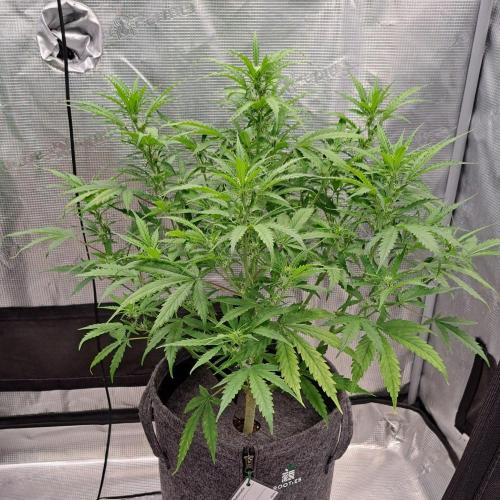 Berry Blues on the Roots vor Venus. Week 6 - Day 40