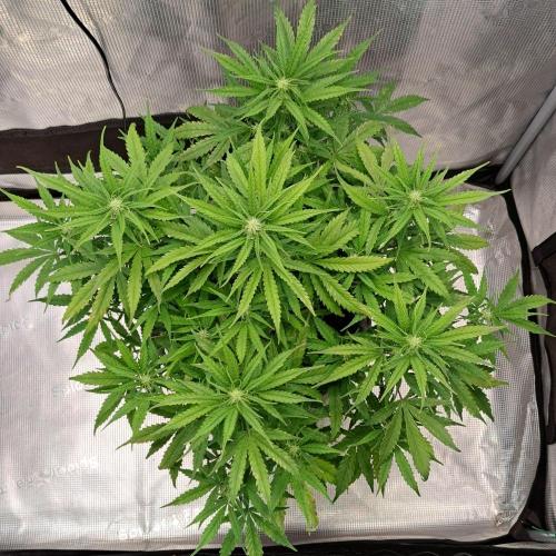 Berry Blues on the Roots vor Venus. Week 6 - Day 41