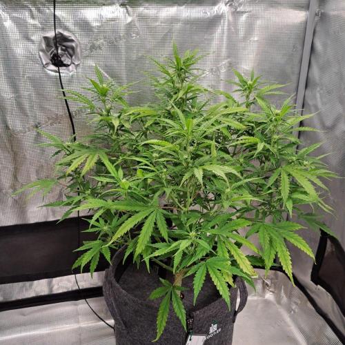 Berry Blues on the Roots vor Venus. Week 6 - Day 41