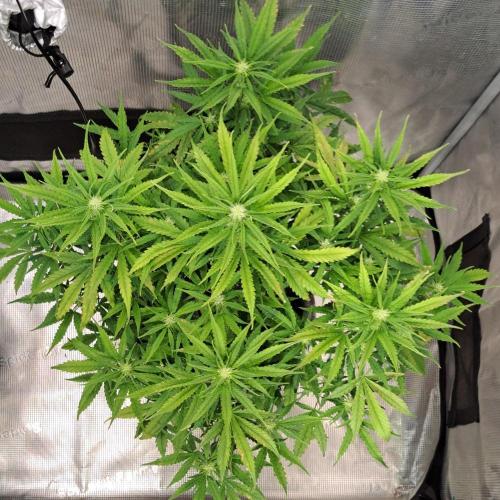 Berry Blues on the Roots vor Venus. Week 6 - Day 42