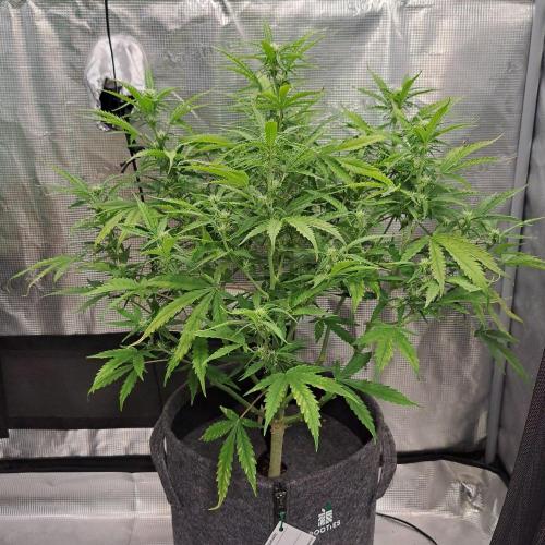 Berry Blues on the Roots vor Venus. Week 6 - Day 42